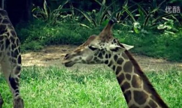 动物性交视频,自然界的繁殖奇观揭秘